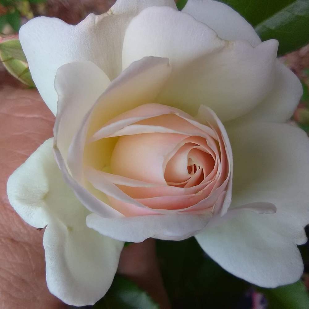 Meet your Posher, Marty